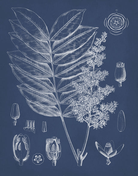 Botanical Study (Indigo) VII