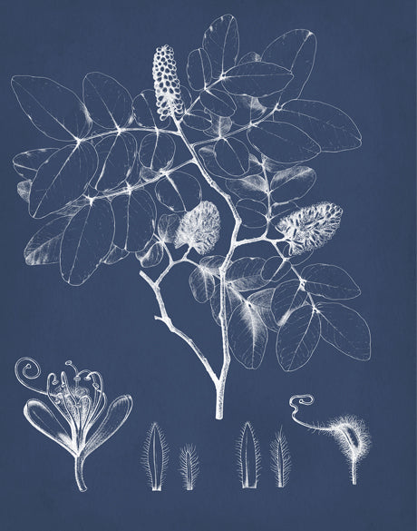Botanical Study (Indigo) IX