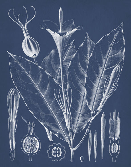 Botanical Study (Indigo) XII