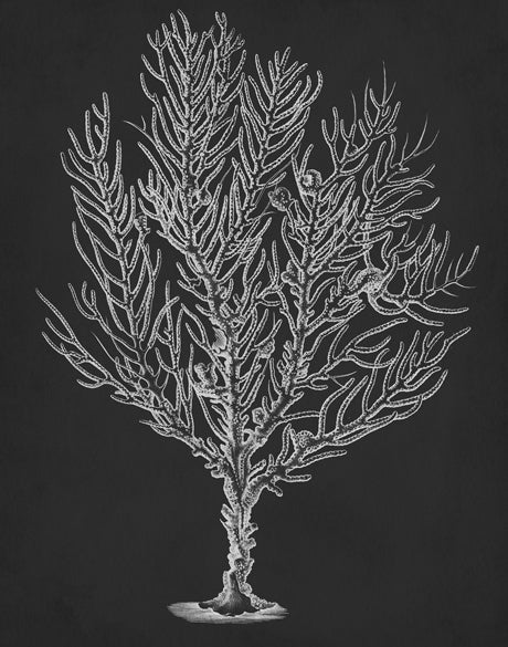 Curious Coral Delight IV