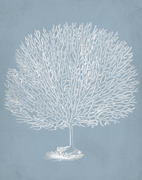 Curious Coral Delight VII