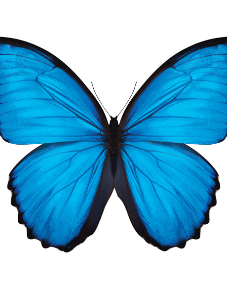 Emporio Butterfly I