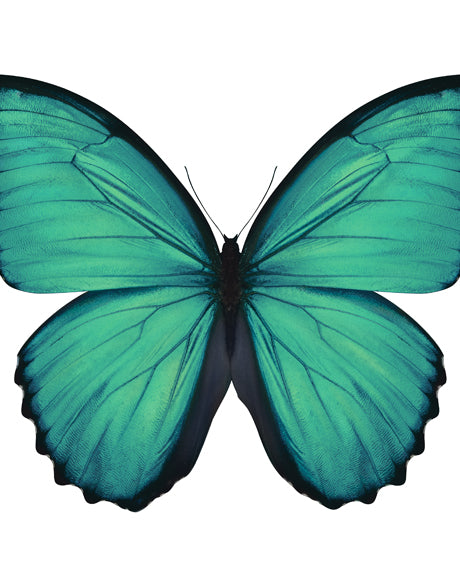 Emporio Butterfly II