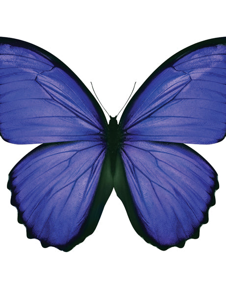 Emporio Butterfly III