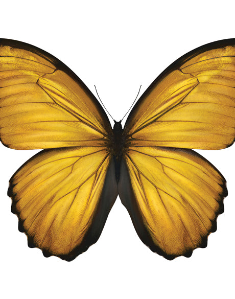 Emporio Butterfly VI