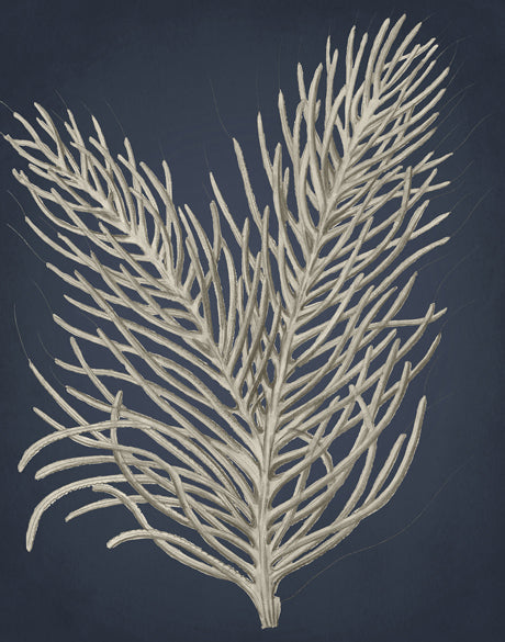 Coral Curiosity I