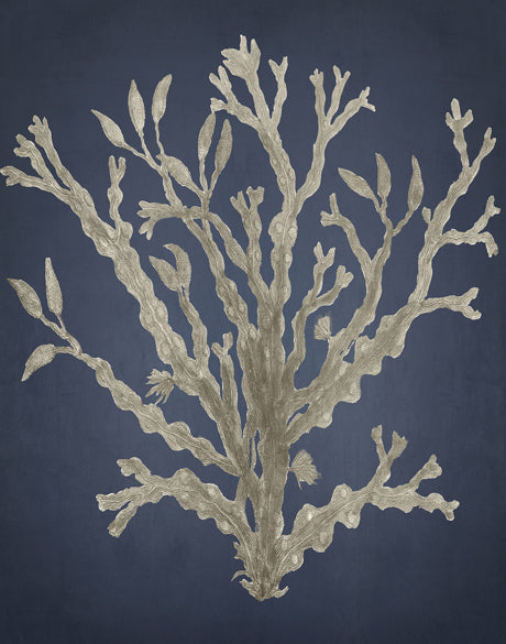 Coral Curiosity II