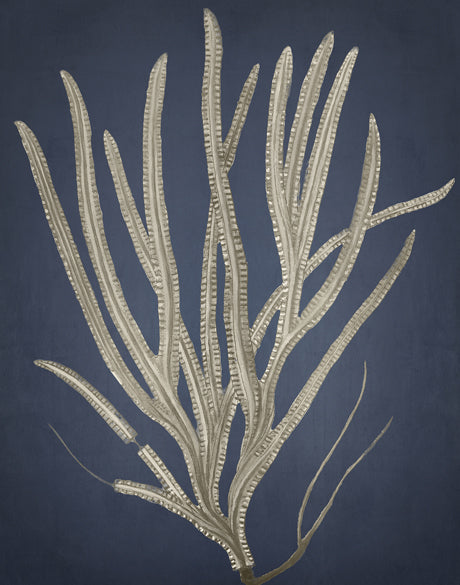 Coral Curiosity III