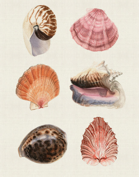 Seashell Collage I
