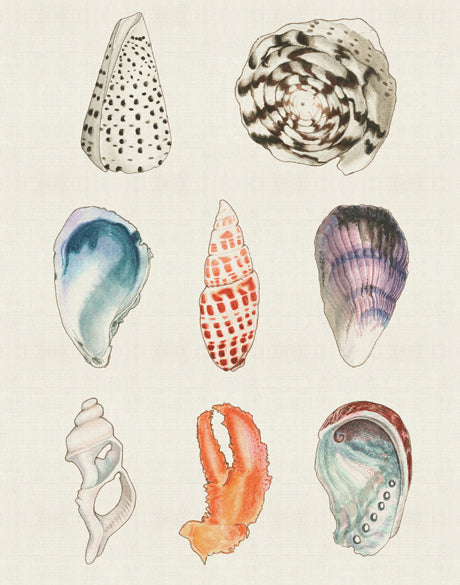 Seashell Collage II