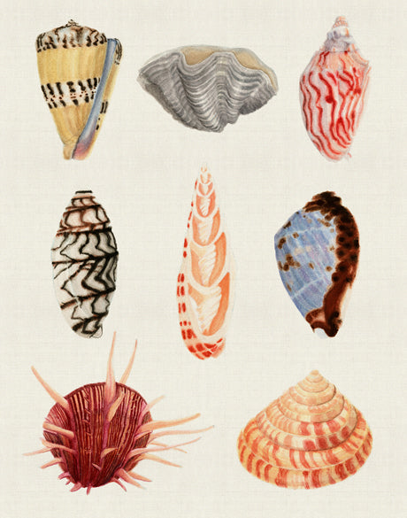Seashell Collage III