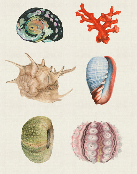Seashell Collage IV