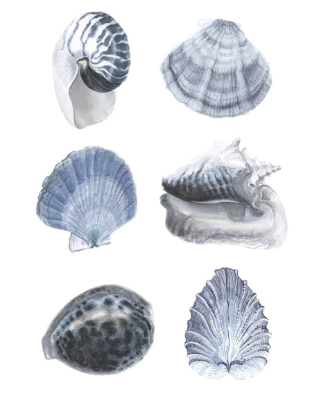 Seashell Collage V