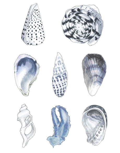 Seashell Collage VI