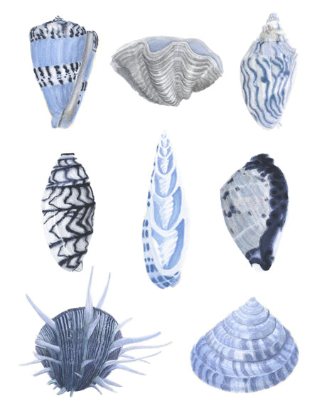 Seashell Collage VII
