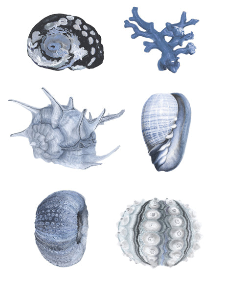 Seashell Collage VIII