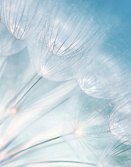 Floating Seeds I