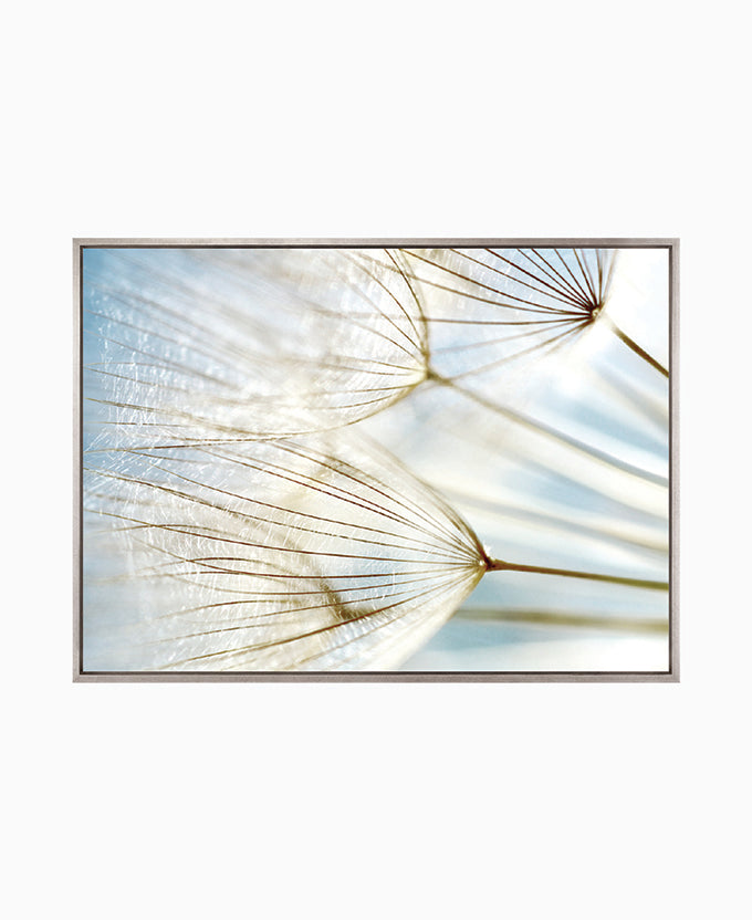 Floating Seeds III (Canvas)