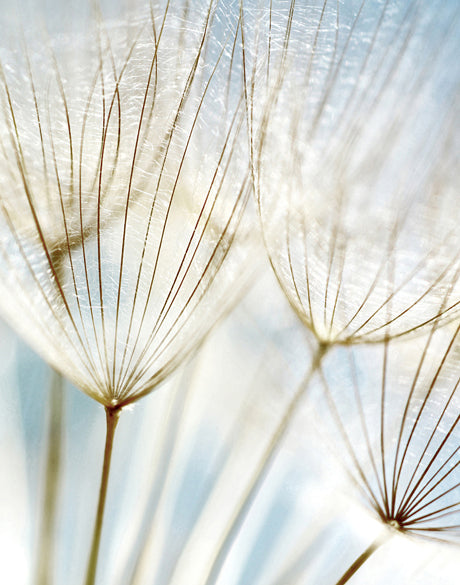 Floating Seeds III