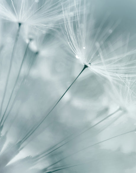 Floating Seeds IV