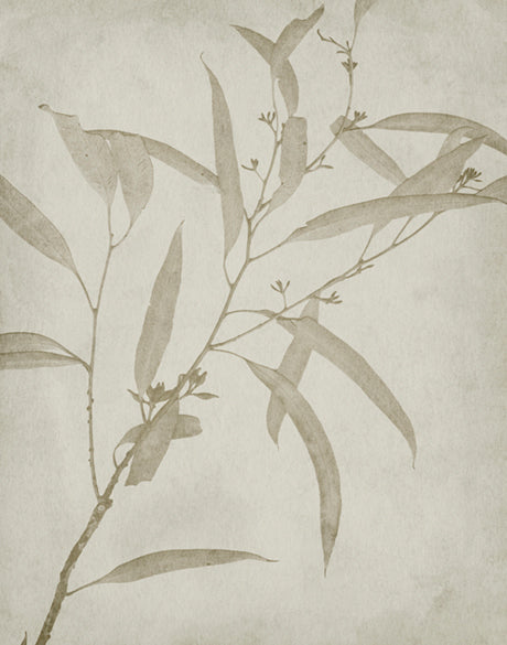 Foliage Splendour (Natural) VI (Canvas)