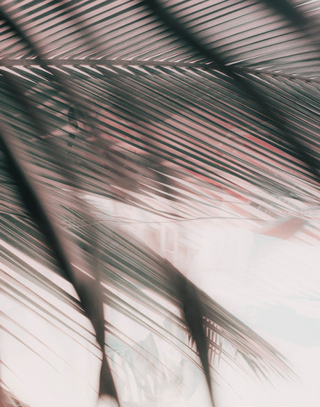 Gardiners Palms III