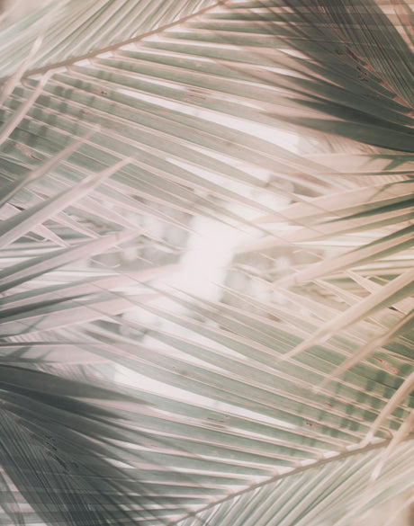 Gardiners Palms IV (Canvas)