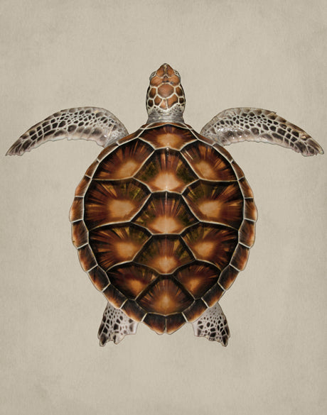 Majestic Turtle I (Canvas)