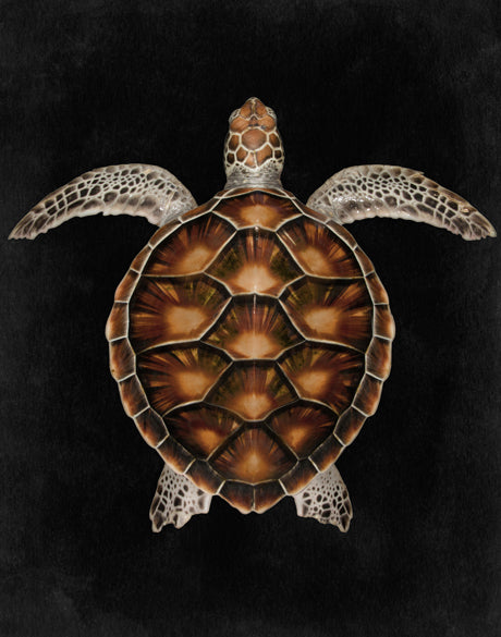 Majestic Turtle IV