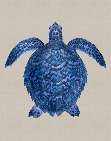 Majestic Turtle VI
