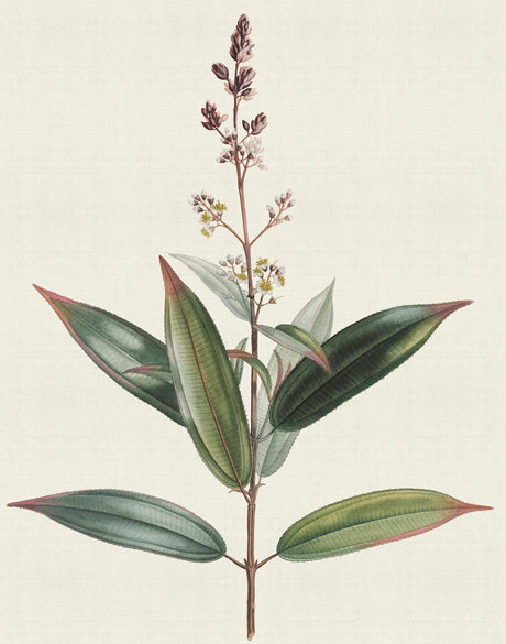 Floral Elegance VI