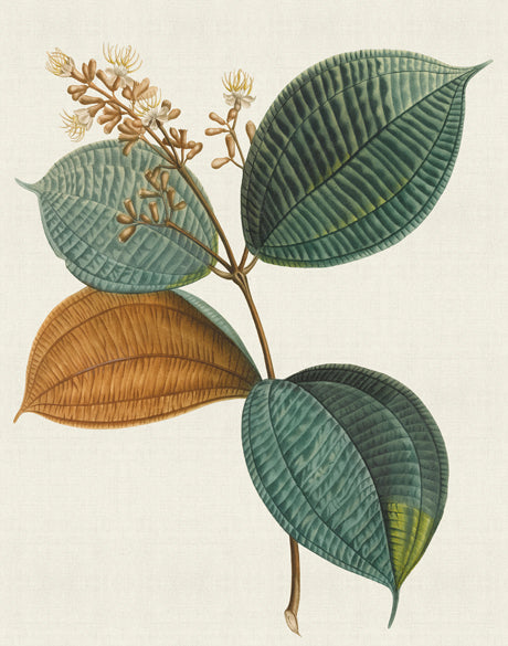 Floral Elegance XI (Canvas)