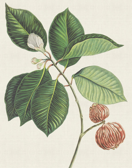 Exotic Botanical I
