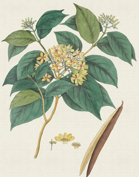 Exotic Botanical III