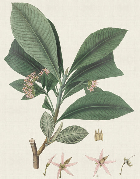 Exotic Botanical IV