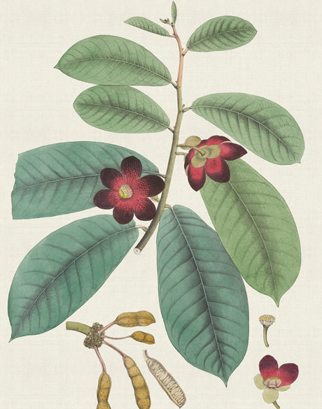 Exotic Botanical V