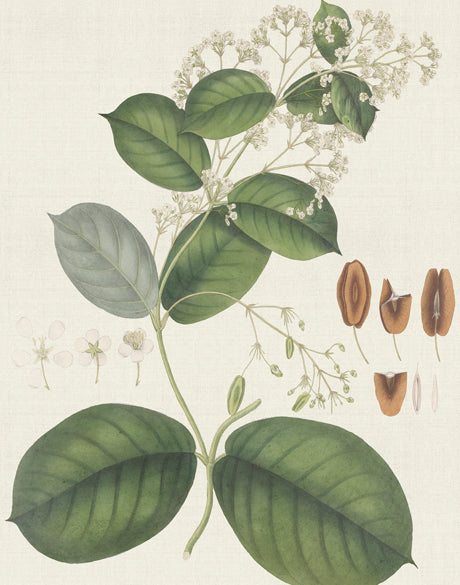 Exotic Botanical VI