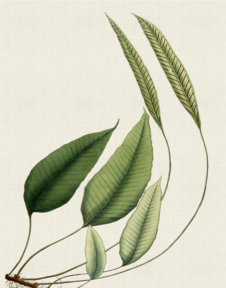 Exotic Foliage IV