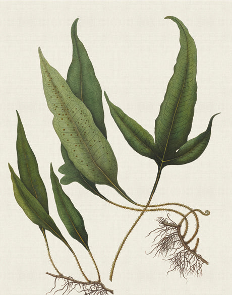 Exotic Foliage VI