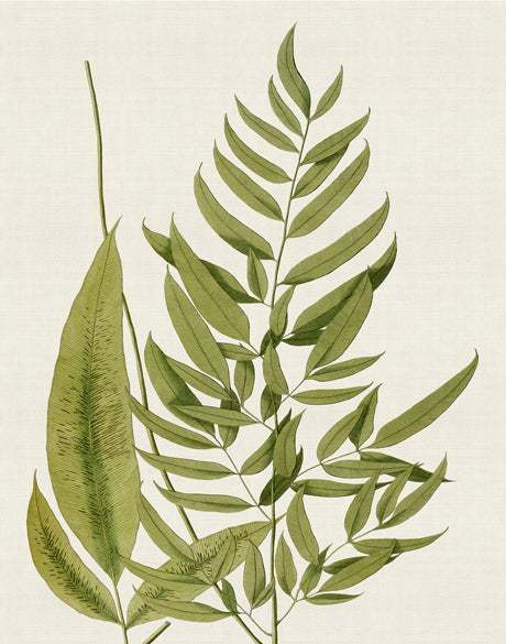 Exotic Foliage XI (Canvas)