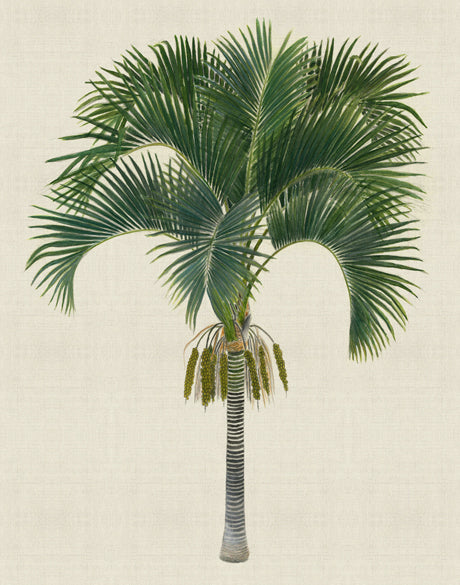 Kebaya Palm I