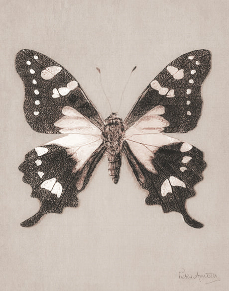 Fanciful Butterfly VII