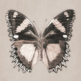 kes11_3