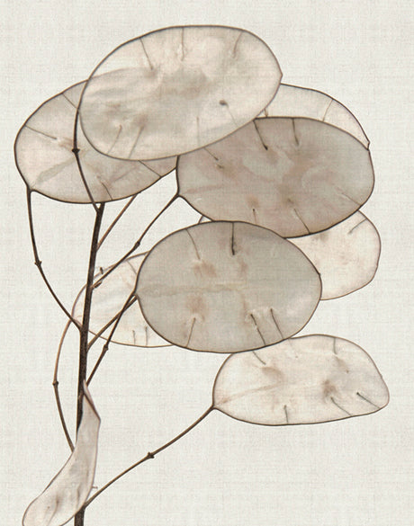 Kivu Seedpods I
