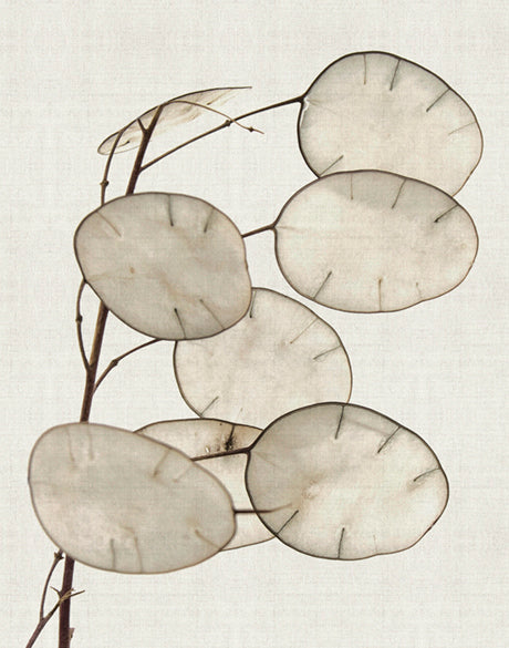 Kivu Seedpods III (Canvas)