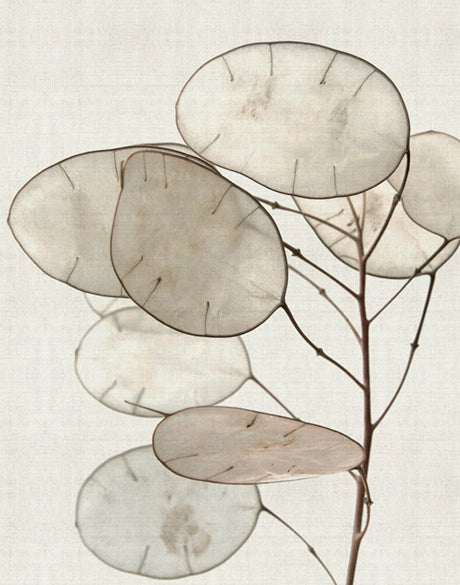 Kivu Seedpods IV