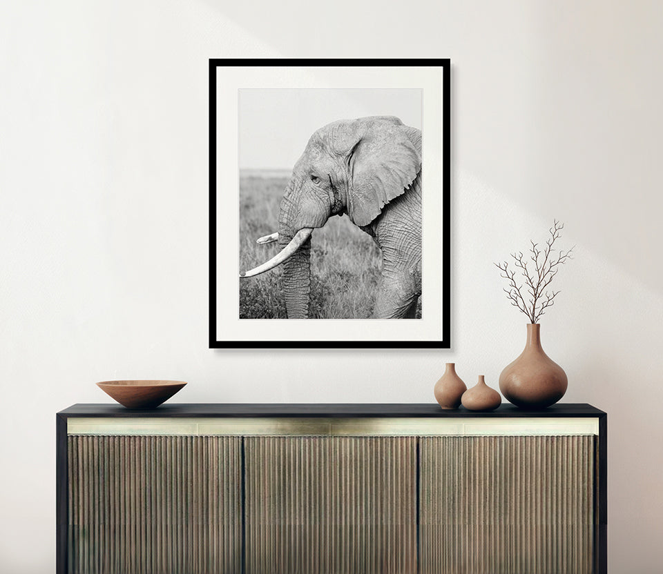Safari Life VI