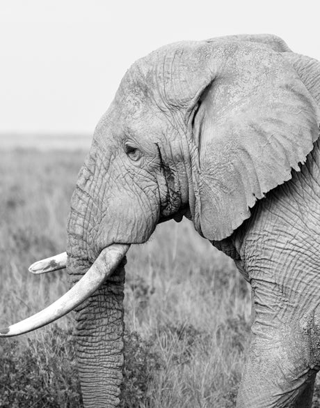 Safari Life VI