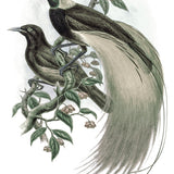 larom01_3