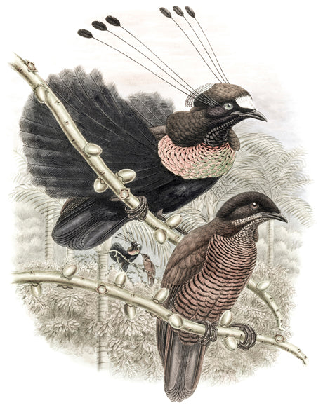 La Romieu Bird VIII